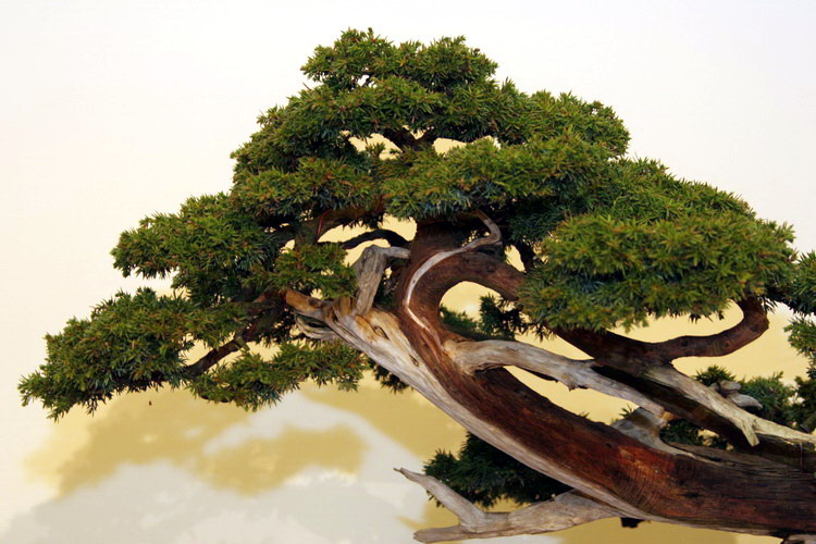 bonsai Jupinerus communis moyogi