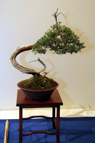 bonsai Jun chinesis expansa moyogi