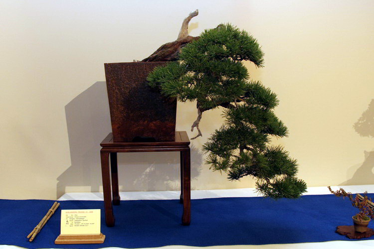 bonsai Pinus uncinata kengai