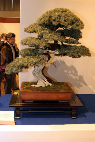 bonsai Jupinerus rigida moyogi