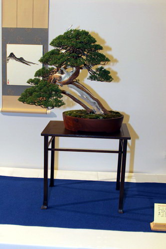 bonsai Jun chinesis itoigawa moyogi
