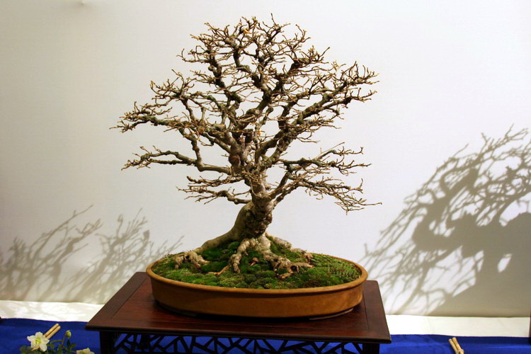 bonsai Corylus avellana Moyogi
