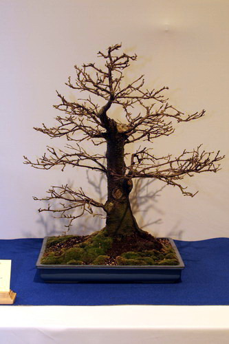 bonsai Prunus malehab