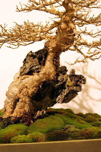 bonsai Acer buergerianum Moyogi