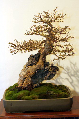 bonsai Acer buergerianum Moyogi