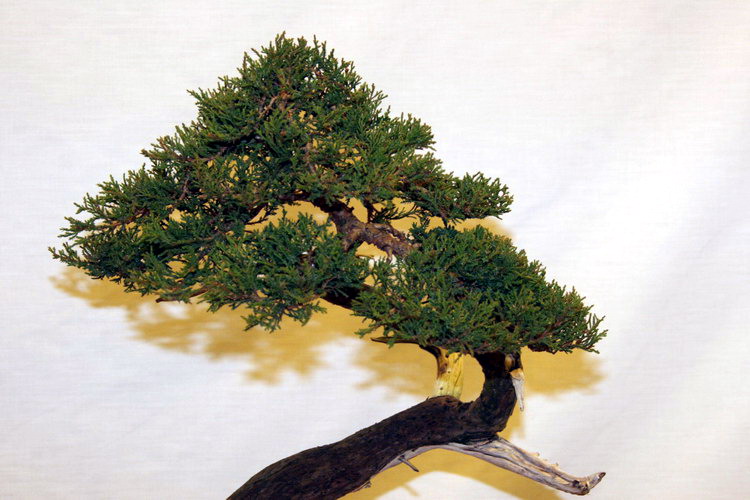 bonsai Juniperus sabina Moyogi