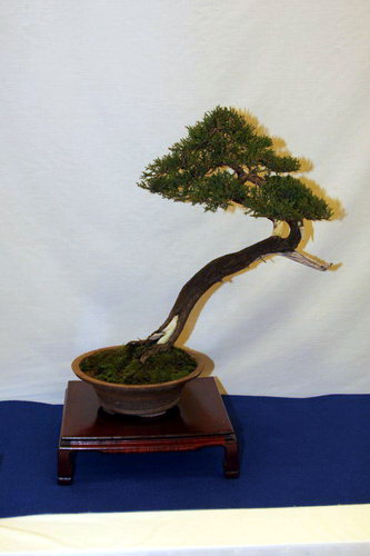 bonsai Juniperus sabina Moyogi