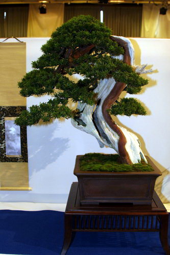 bonsai Taxus baccata Moyogi