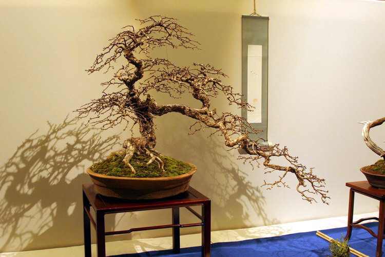 bonsai Crataegus monogyna Han kengai