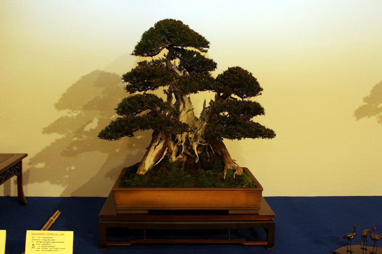 bonsai Taxus baccata Moyogi