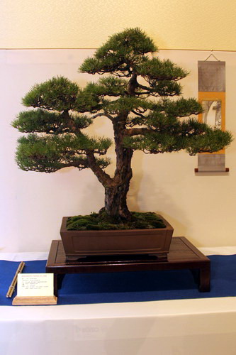 bonsai Pinus sylvestris Moyogi