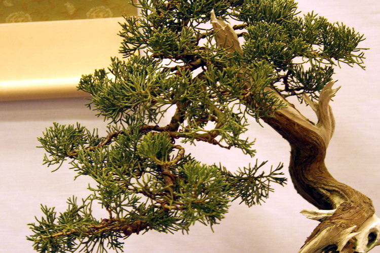 bonsai Taxus boccata Sharimiki