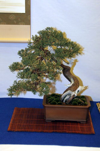 bonsai Taxus boccata Sharimiki