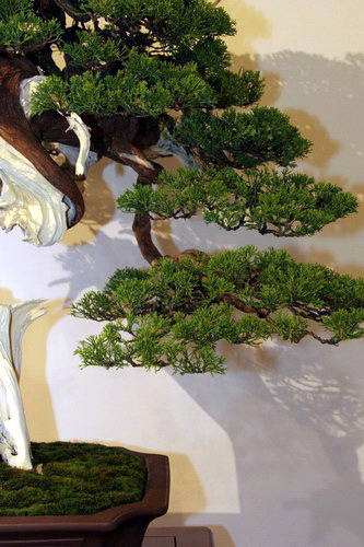 bonsai Jupinerus formosiana Moyogi