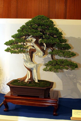 bonsai Jupinerus formosiana Moyogi