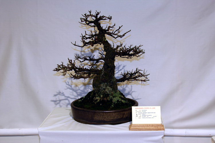 bonsai Prunus moyogi