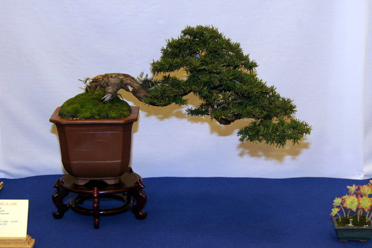 bonsai taxus baccata Han Kengai