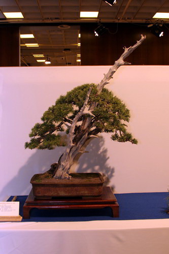 bonsai Pinus uncianata shakan