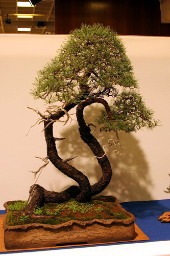 bonsai Pinus sylvestris moyogi