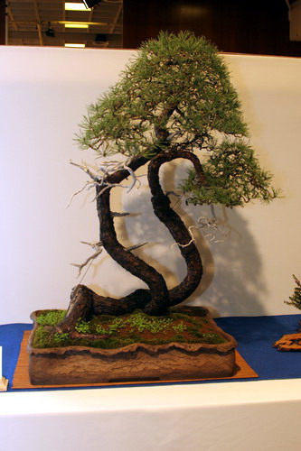 bonsai Pinus sylvestris moyogi