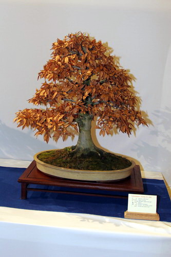 bonsai Fagus crenata moyogi