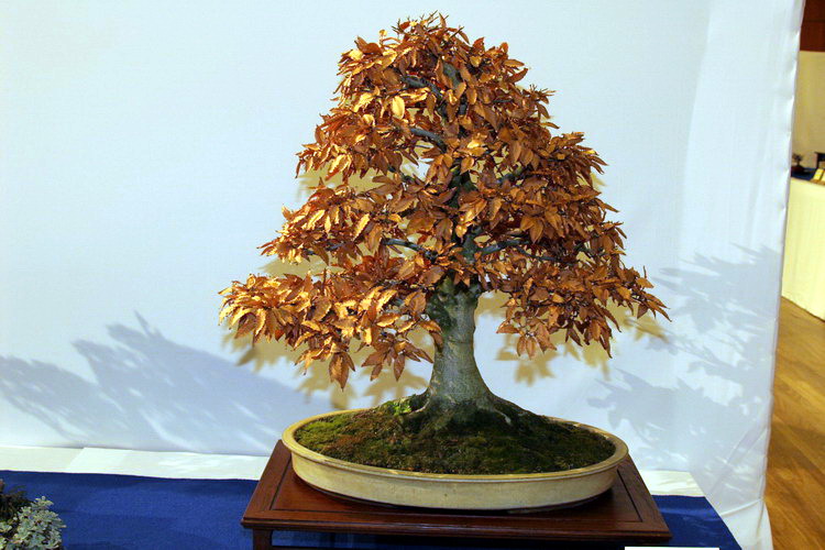 bonsai Fagus crenata moyogi