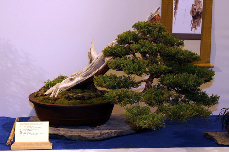 bonsai Pinus parviflora moyogi