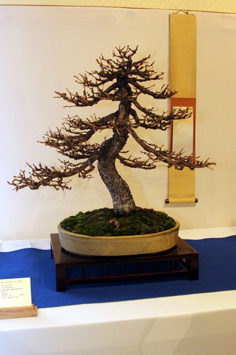 bonsai Larix decidua moyogi