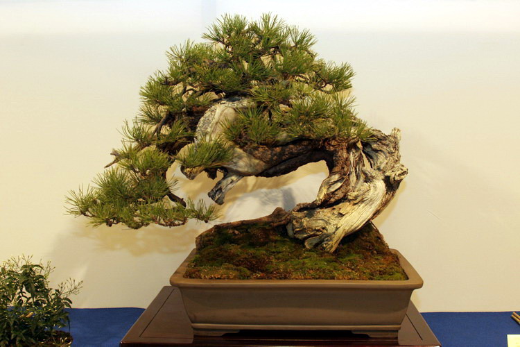 bonsai Pinus mugo moyogi