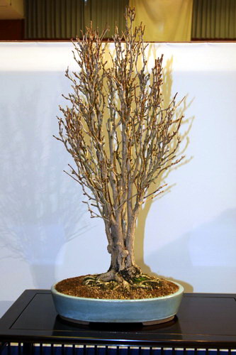 bonsai Ginkgo biloba Chokkan