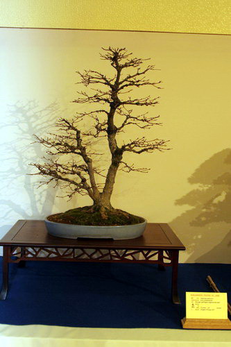 bonsai Acer palmatum moyogi