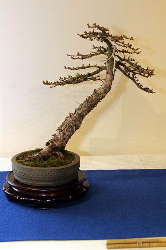 bonsai Larix decidua shakan