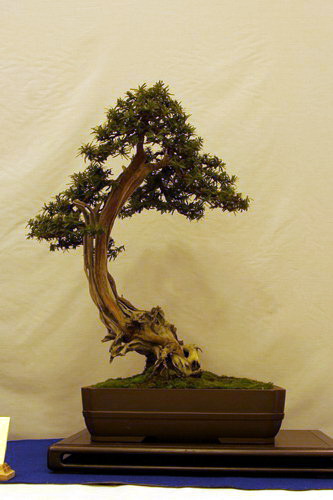 bonsai Jupinerus virginiana Han-kengai