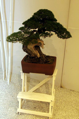 bonsai Danny Use