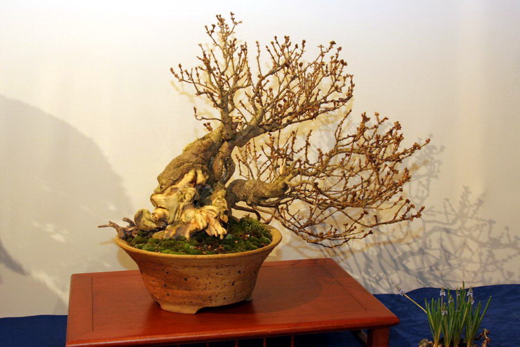 Bonsai Forsythia Han-kengai