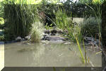 Réhabiltation d'un bassin du Branois - plantation des plantes aquatiques   2 