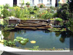 Le jardin aquatique balade 3  10 