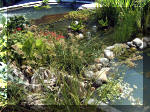 Le jardin aquatique balade 3  14 