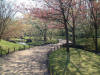 Le jardin Japonais de Hasselt - le printemps 2  9 