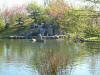 Le jardin Japonais de Hasselt - le printemps 2  20 