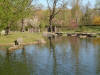 Le jardin Japonais de Hasselt - le printemps 2  21 