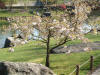 Le jardin Japonais de Hasselt - le printemps 2  28 