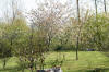 Le jardin Japonais de Hasselt - le printemps 3  5 