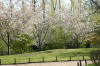 Le jardin Japonais de Hasselt - le printemps 3  15 