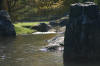 Le jardin Japonais de Hasselt - le printemps 3  30 