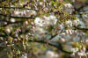 Le jardin Japonais de Hasselt - le printemps 4  20 