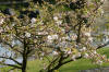 Le jardin Japonais de Hasselt - le printemps 4  21 