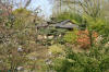 Le jardin Japonais de Hasselt - le printemps 4  32 