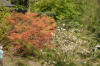 Le jardin Japonais de Hasselt - le printemps 4  34 