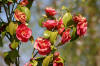 Le jardin Japonais de Hasselt - le printemps 5  20 